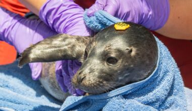 It’s harbor seal pup season in the Bay Area. Here’s how to be a good neighbor – East Bay Times