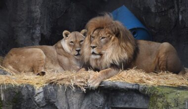 Bye-bye lions: San Francisco Zoo announces plans to send remaining lions elsewhere