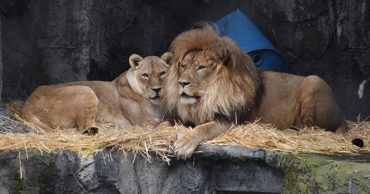 Bye-bye lions: San Francisco Zoo announces plans to send remaining lions elsewhere