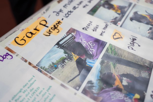 Pictures of dogs in need of adoption are on a table inside the City of San José Animal Care Center in San Jose, Calif., on Wednesday, May 27, 2026. (Shae Hammond/Bay Area News Group)