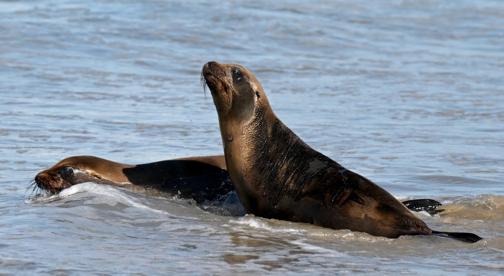 3 sea lion pups return to the sea in Manhattan Beach – Pasadena Star News