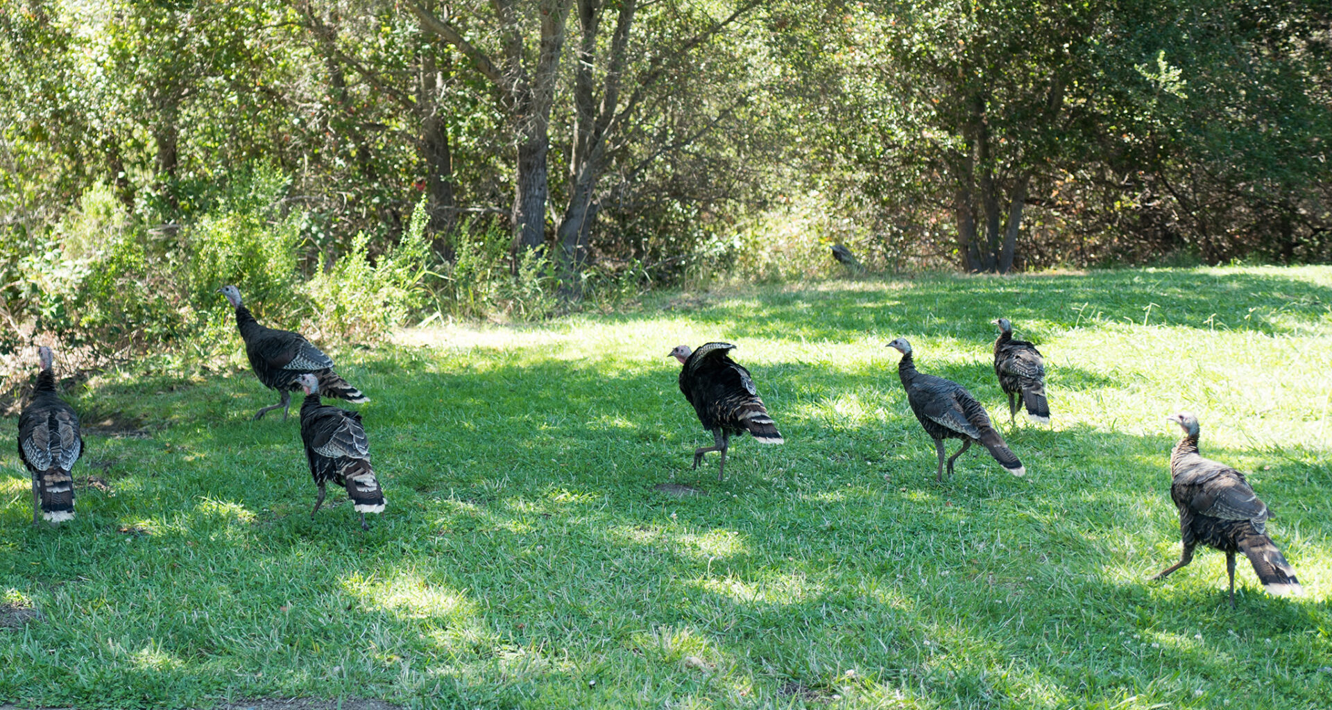 Alameda police issue warning after multiple wild turkey attacks