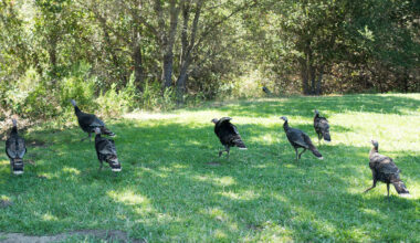 Alameda police issue warning after multiple wild turkey attacks