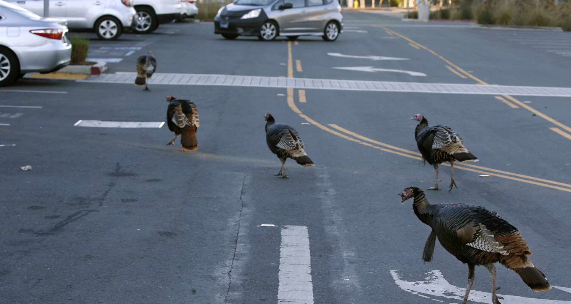 Bay Area police warn of ‘aggressive’ wild turkeys after altercations