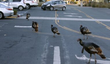 Bay Area police warn of ‘aggressive’ wild turkeys after altercations