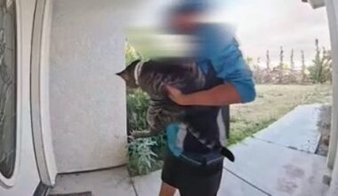Where is Junie? Search continues for cat gone missing amid Amazon delivery