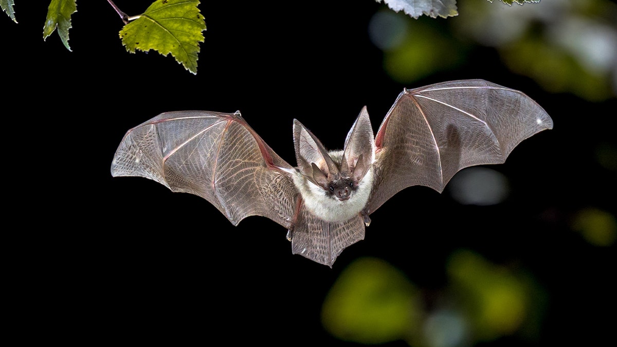 A bat flying in a forest hunting for prey.