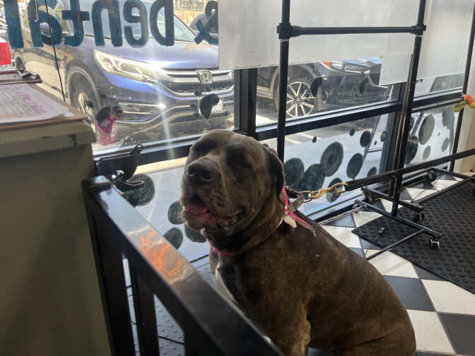 A Cane Corso dog faces the camera while sitting on a black and white diamond floor. 