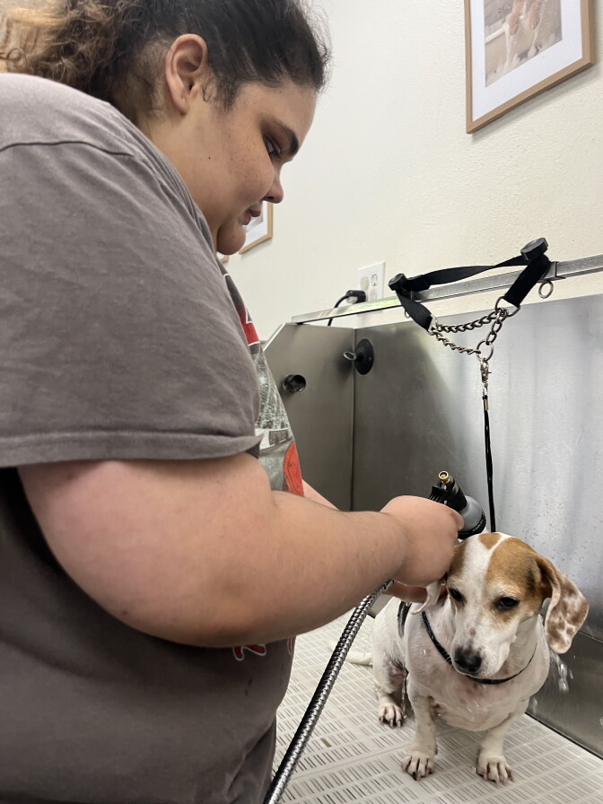 A woman in her 20s points a spray nozzle at a basset hound. 