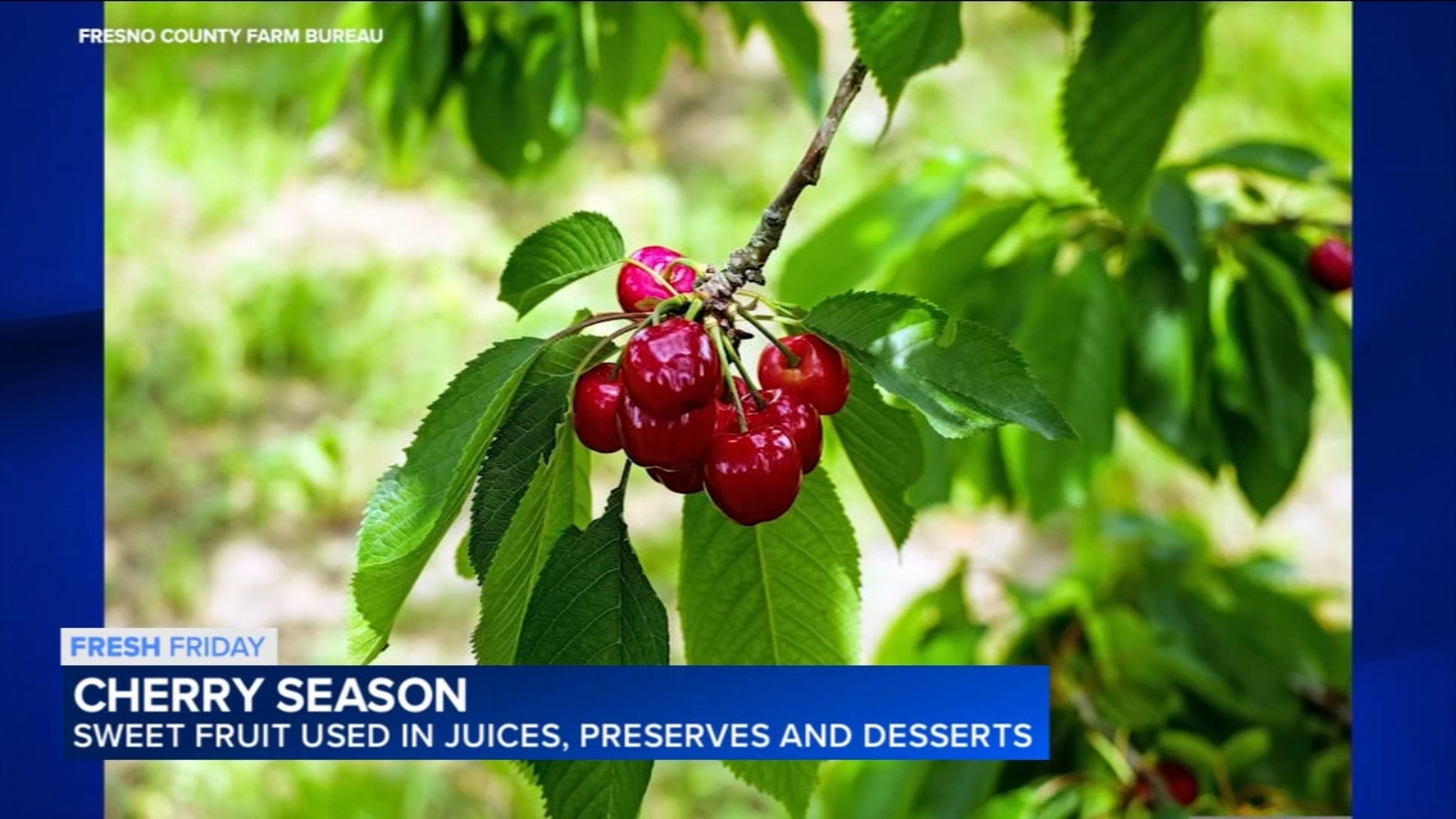 Fresh Friday: California cherry season arrives at local fruit stands