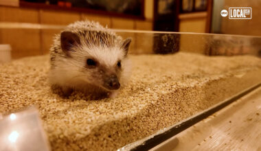 Hang with hedgehogs at Tokyo's Chiku Chiku Café