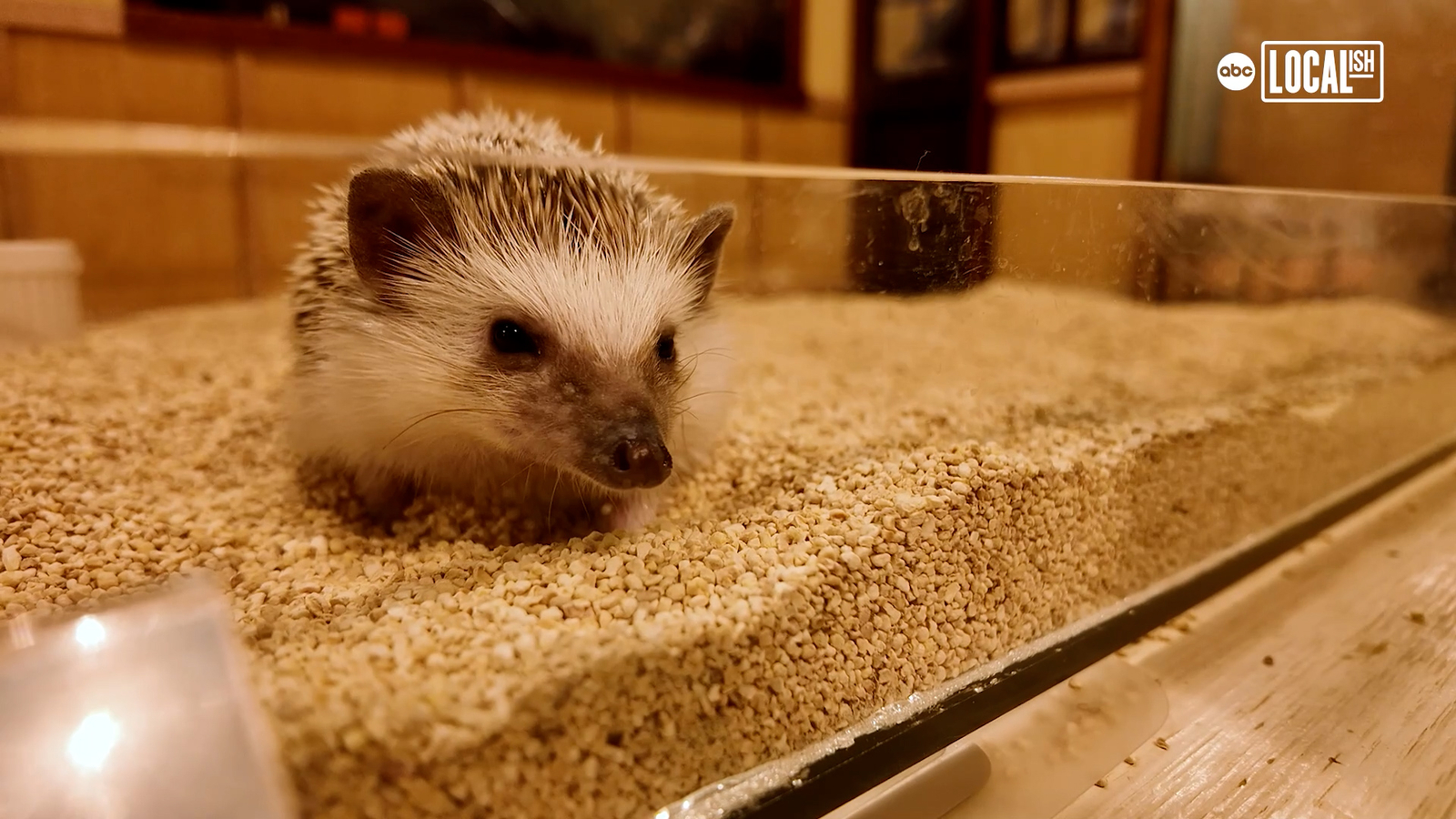 Hang with hedgehogs at Tokyo's Chiku Chiku Café