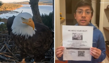 California students hold fundraisers to save Jackie and Shadow bald eagle habitat in Big Bear Valley