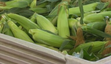 Fresno State's sweet corn back on sale ahead of Memorial Day