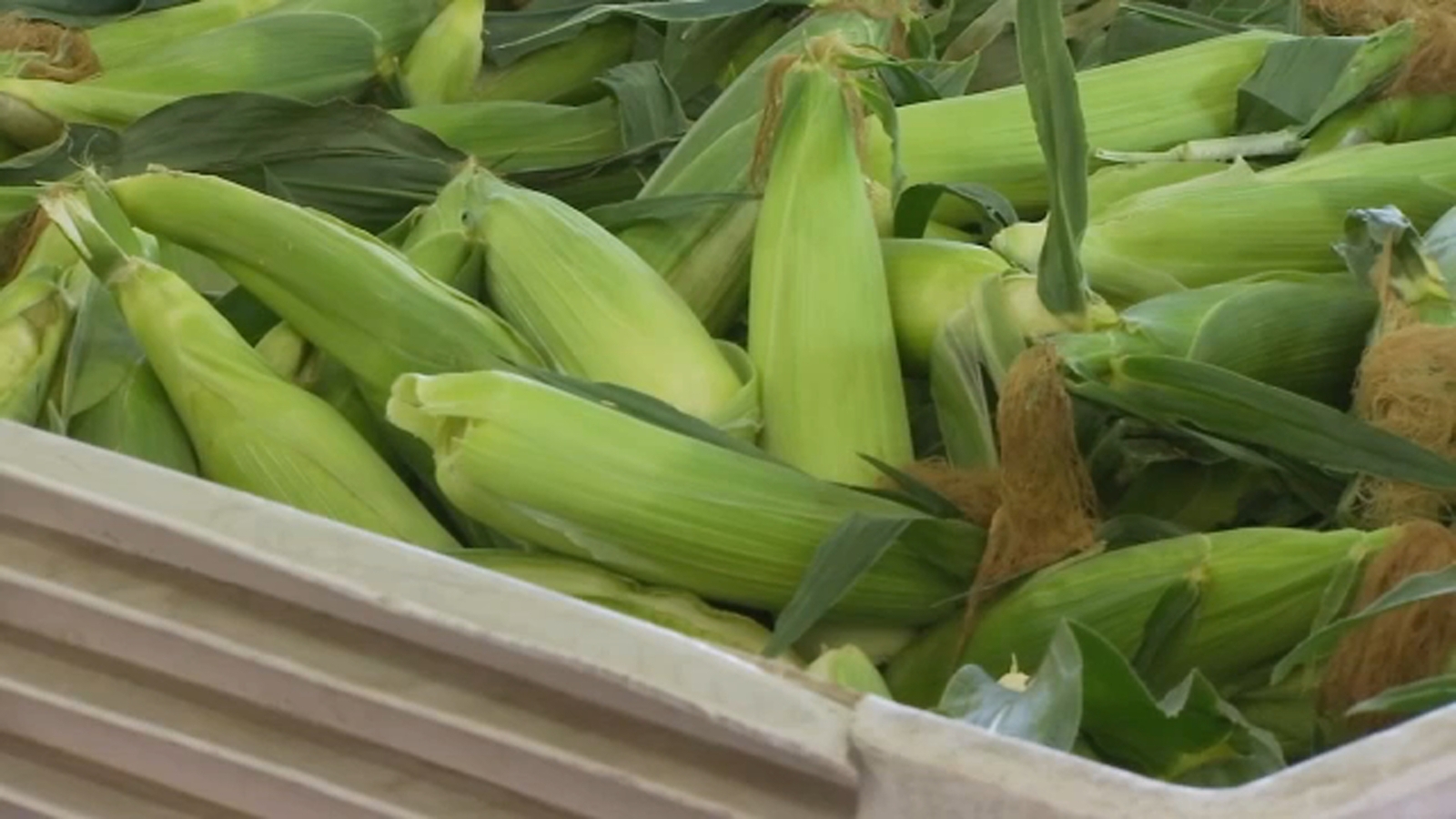Fresno State's sweet corn back on sale ahead of Memorial Day
