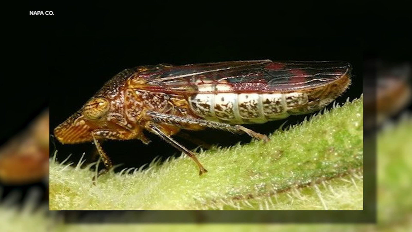 Costco recalling grapevines from Fresno County farm after invasive pest found