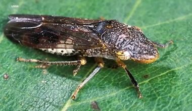 Ag officials act quickly after invasive insect found in Fowler grapevine plants sold at some Costco stores