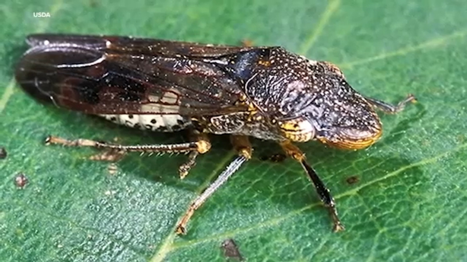 Ag officials act quickly after invasive insect found in Fowler grapevine plants sold at some Costco stores