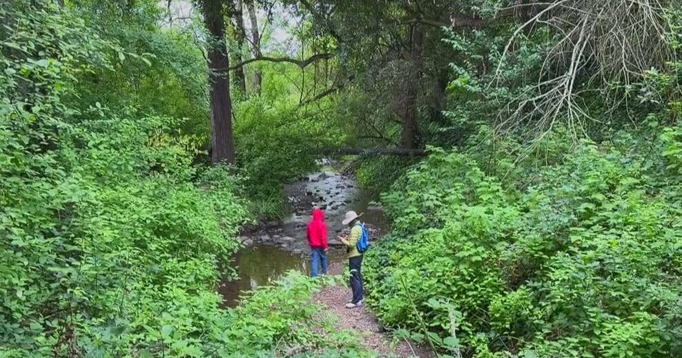 Historic Sausal Creek watershed in Oakland thrives as nonprofit marks 30th year of restoration effort