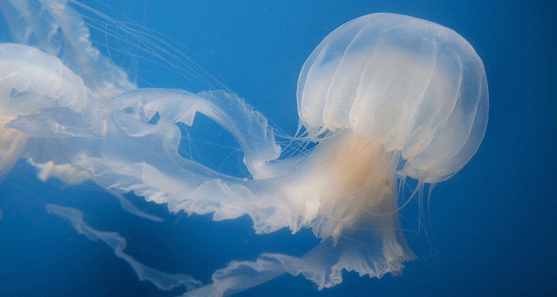 L.A. Weekend Guide: Jelly Dreamscapes, Pool Parties & Nike