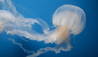 L.A. Weekend Guide: Jelly Dreamscapes, Pool Parties & Nike