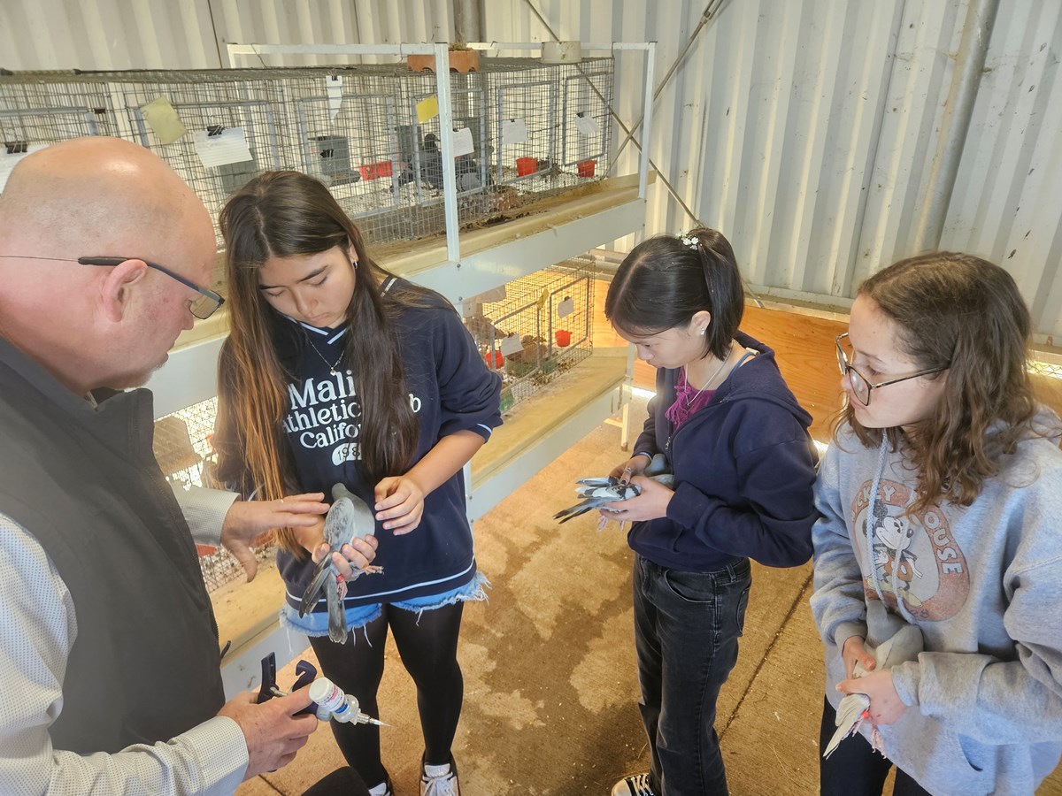 Agriculture teacher Jim Looper (left) shows Emily Dvorak (second from left), Kathryn Deem (second from right) and Lily Wiechert (right) how to vaccinate pigeons Friday, April 17, 2026, in Elk Grove.
