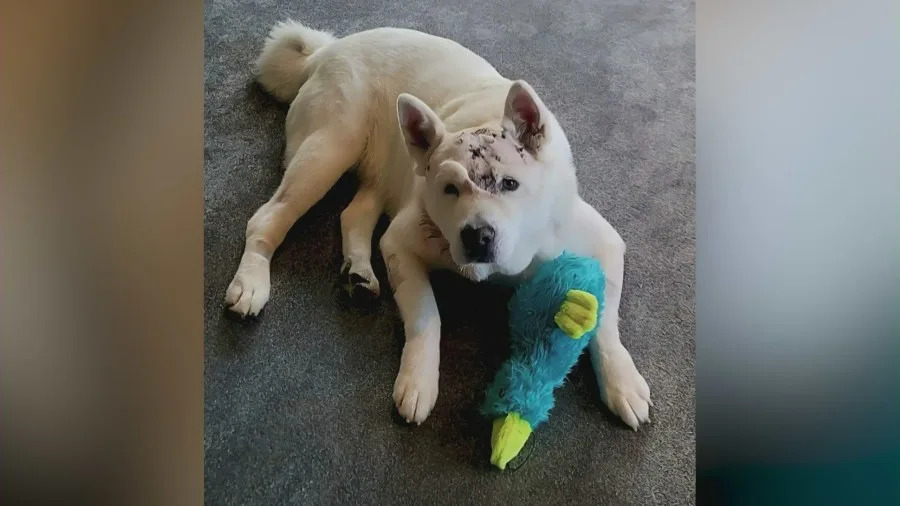 Sasha, a white Akita dog from Glendora, recovers from injuries after surviving a mountain lion attack outside her home, including wounds to her head and a mountain lion tooth lodged in her skull.