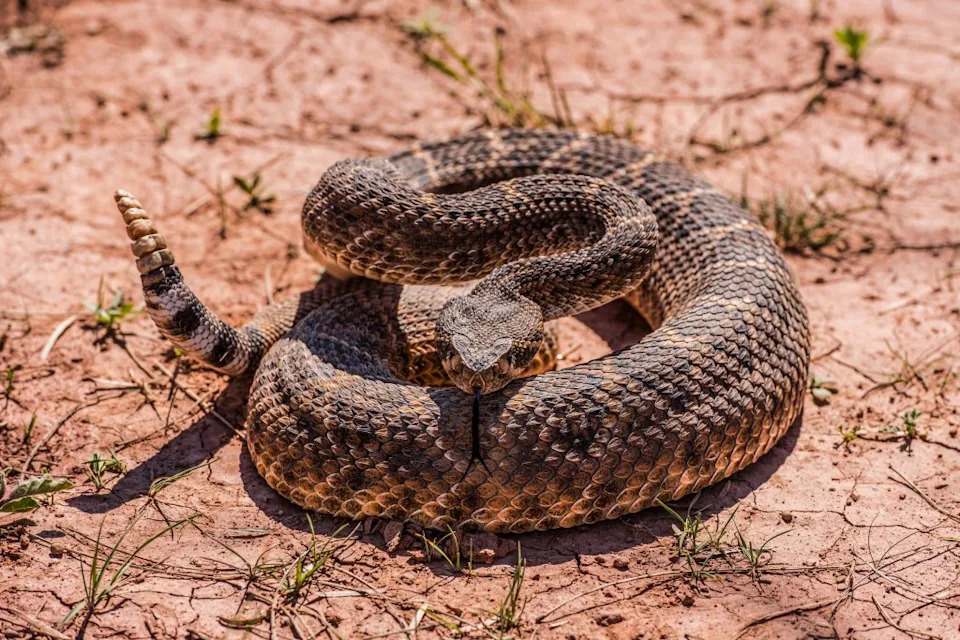 A hike through a remote Southern California trail turned terrifying when a woman was bitten by a rattlesnake and had to be airlifted to safety. Tyler – stock.adobe.com