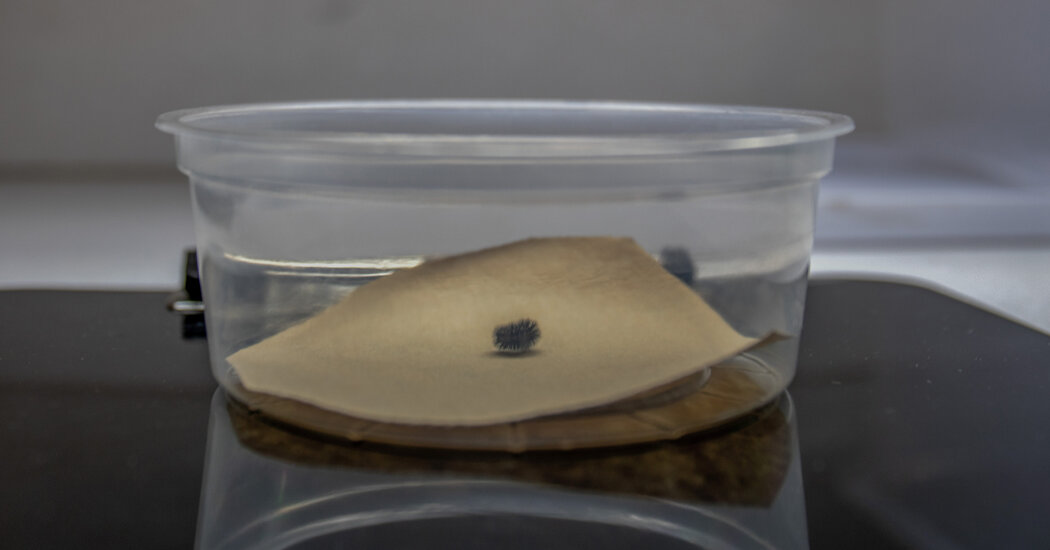 A Very Lonely Caterpillar, Possibly the Last of Its Kind, Has Died
