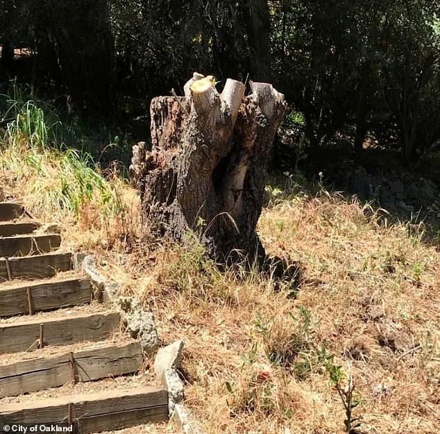 The city said the couple ignored warnings about removing the trees without a permit. City of Oakland