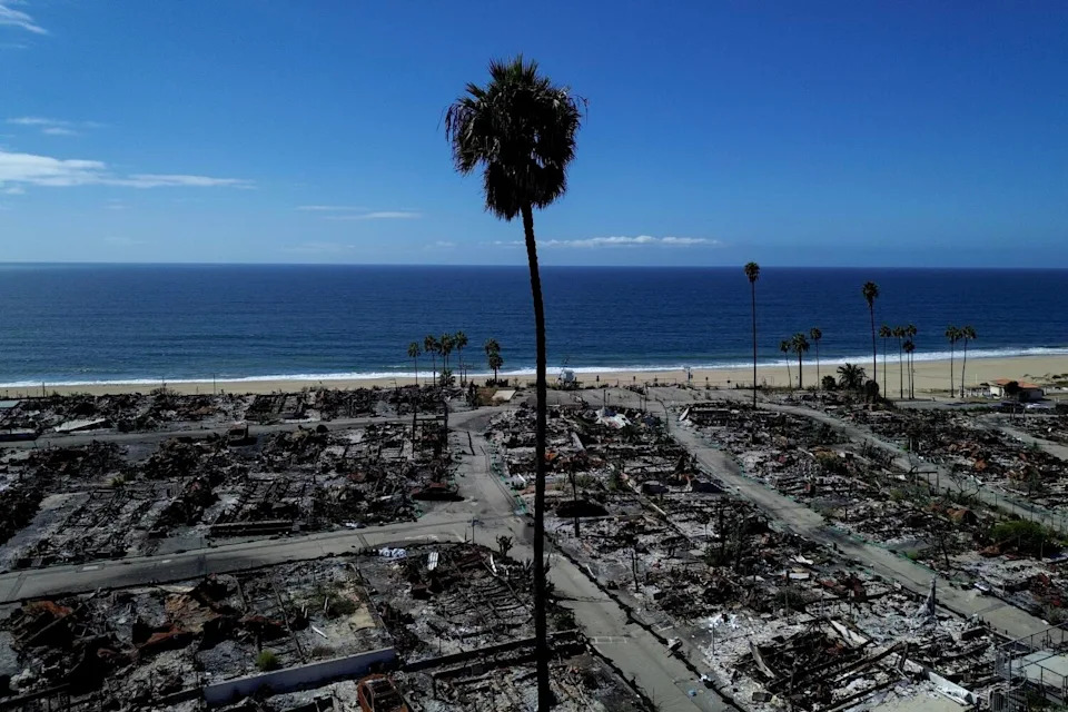 A palm tree stands in a burned neighborhood, with the ocean in the distance.