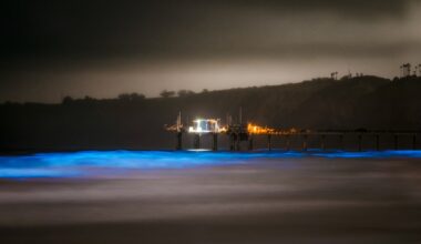 UC San Diego scientists study red tide predator