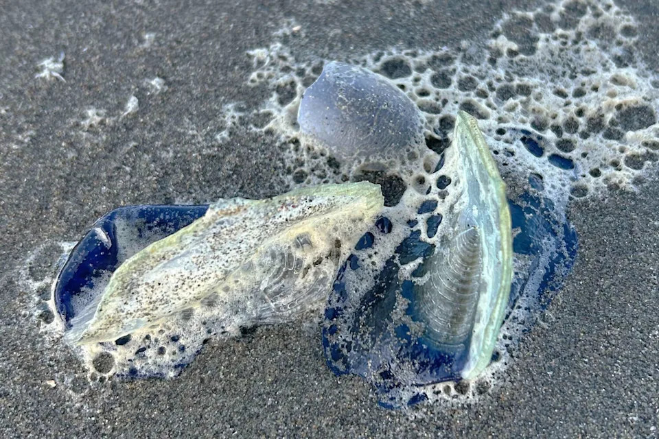 A Velella velella, or by-the-wind sailor, washed up on Ocean Beach in San Francisco, on April 27, 2026. (Gillian Mohoney/SFGATE)