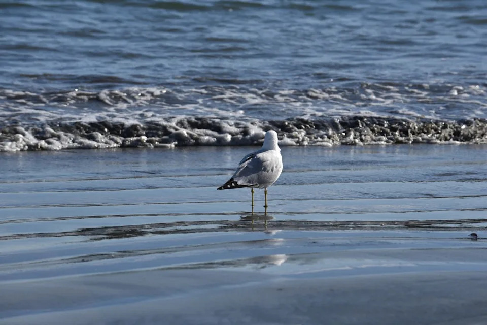 International Bird Rescue — a nonprofit seabird rescue organization with a wildlife center in San Pedro — also confirmed a spike in reports. Getty Images/iStockphoto
