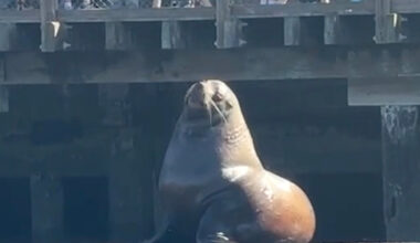 Chonkers the ‘Food-Motivated’ Sea Lion Plops Into San Francisco