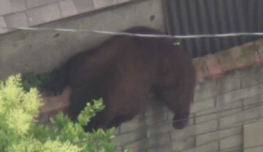 Bear wanders through a Los Angeles neighborhood