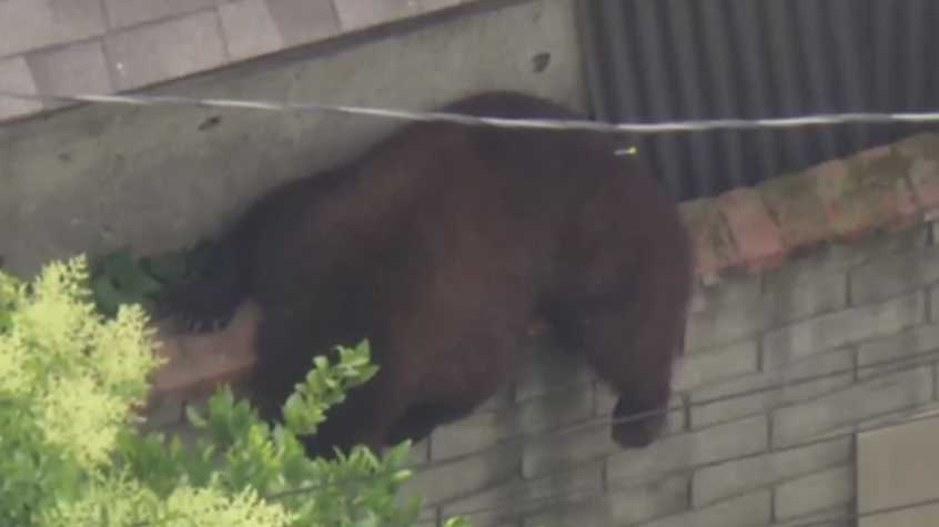 Bear wanders through a Los Angeles neighborhood