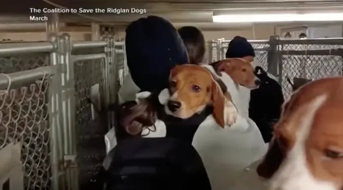 A busload of beagles recently rescued from a research lab in Wisconsin have arrived in California.