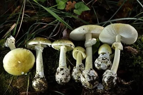 An image of Amanita phalloides, commonly known as the Death cap mushroom.