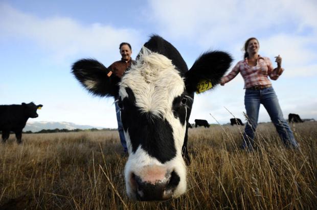Bill Niman, left, and Nicolette Hahn Niman, right, at their Bolinas ranch, in 2008. Nicolette Hahn Niman authored the 2014 book "Defending Beef: The Case for Sustainable Meat Production." She and her husband are part of a lawsuit seeking to invalidate the National Park Service's Biden-era deal to phase out ranching in Point Reyes National Seashore. (Noah Berger/The New York Times)