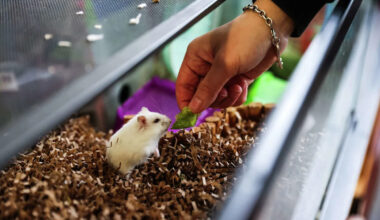 San Francisco commission wants to ban pet stores from selling animals