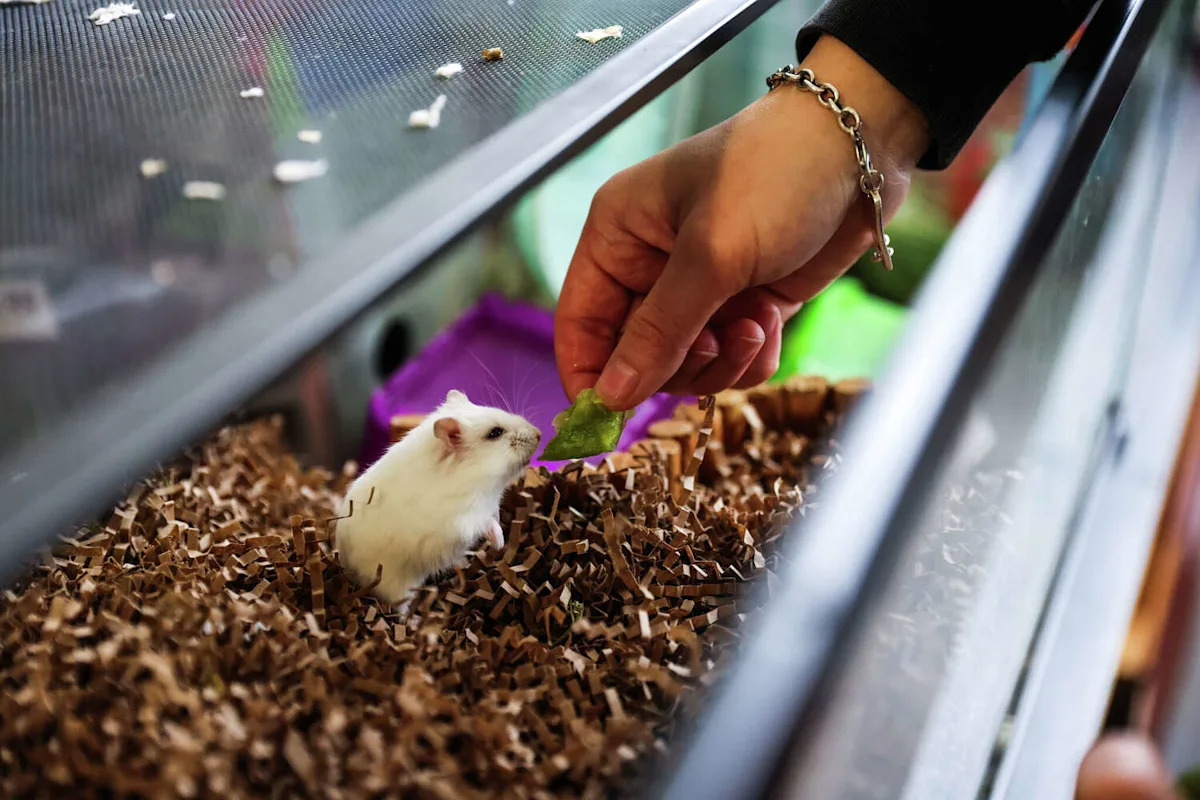 San Francisco commission wants to ban pet stores from selling animals