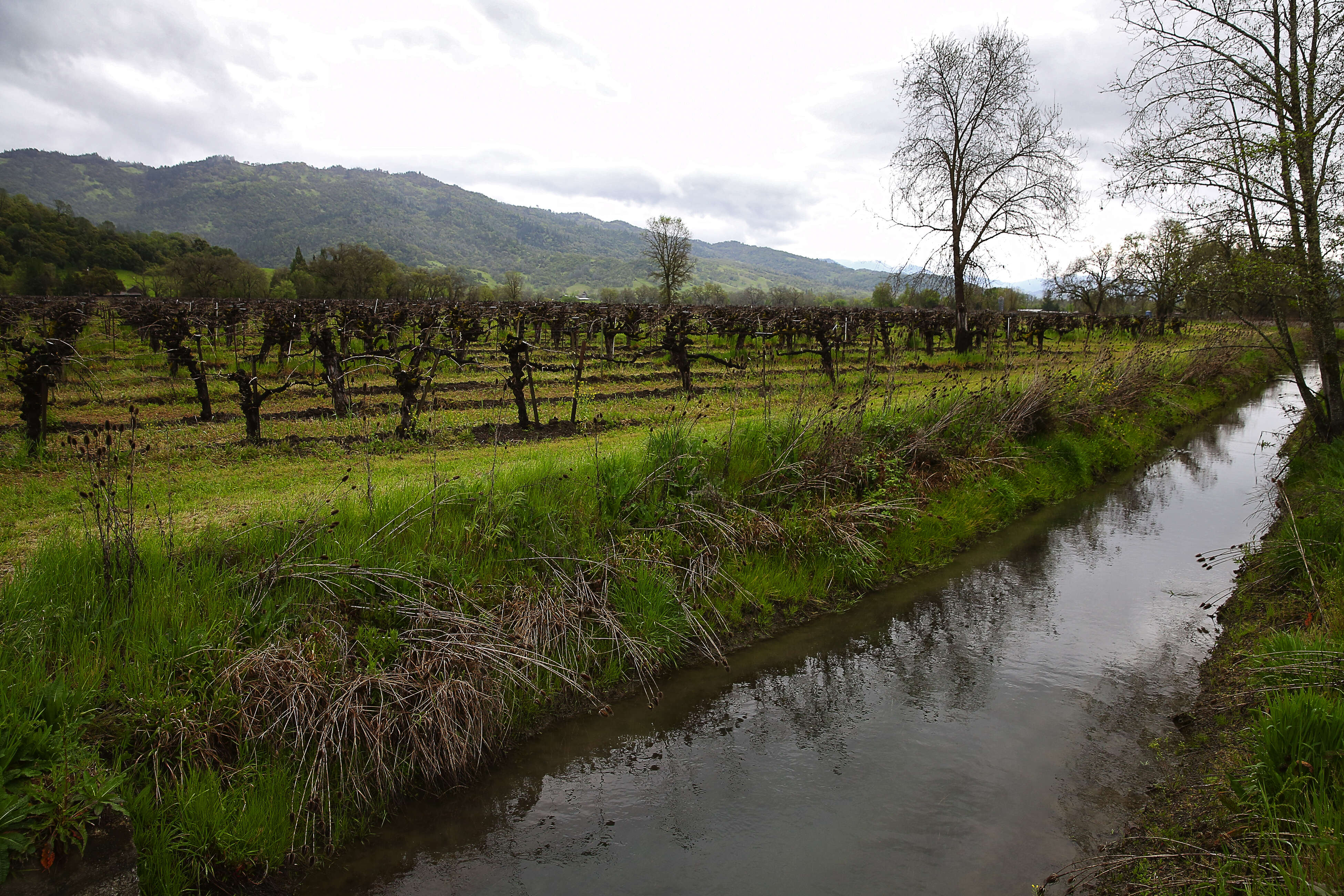 Water travels past a vineyard along the East Canal downstream...