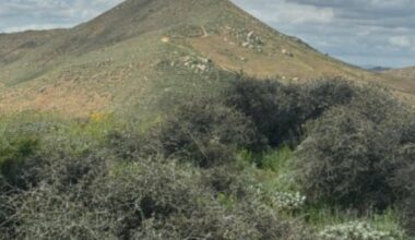 World’s oldest oak tree spared from California developers after years-long battle