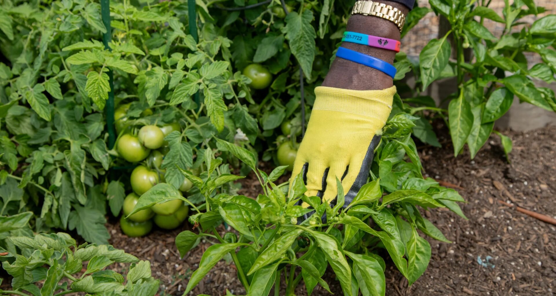 Guide to San Diego County’s community gardens