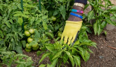 Guide to San Diego County’s community gardens