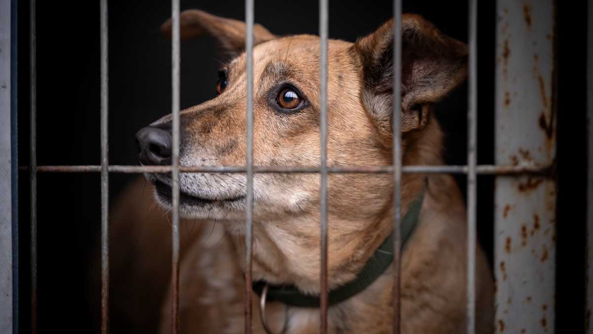 California bill would speed safe adoption for abused animals
