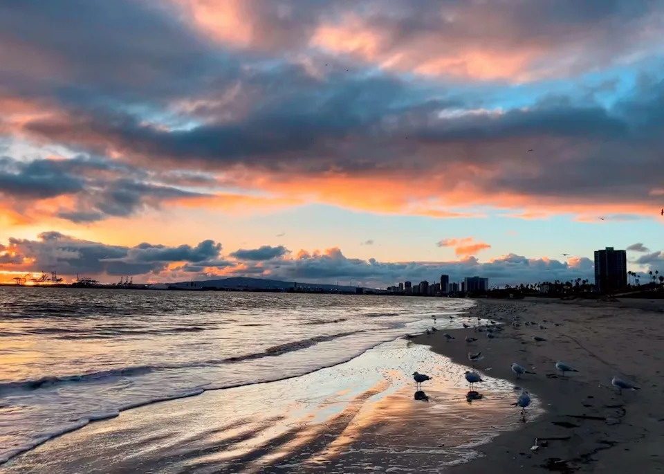 The LA Local reported an increasing number of dead birds have been seen on Southern California beaches. Getty Images