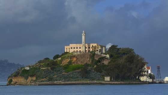 Coyote's epic swim to Alcatraz Island started much farther away than SF