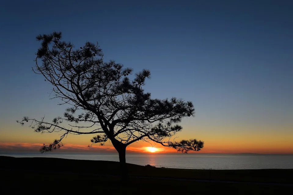 A sunset view of a Torrey Pine tree US PGA TOUR